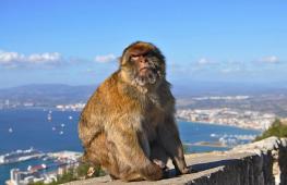Достопримечательности Гибралтара - что посмотреть